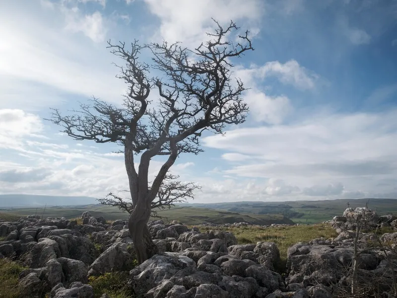 Limestone Pavement